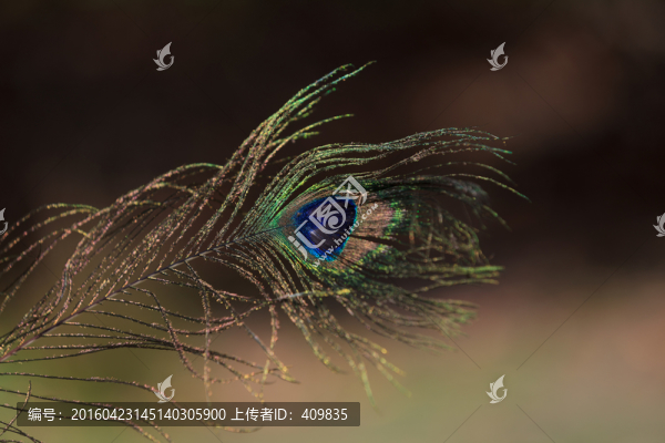 孔雀羽毛