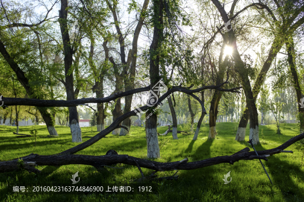 綠樹林