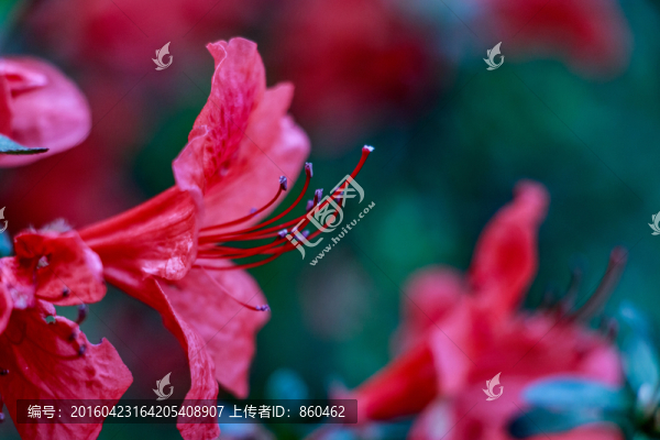 春天的映山紅