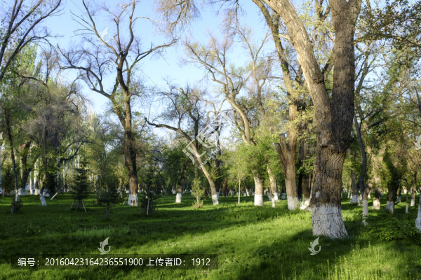 綠樹林
