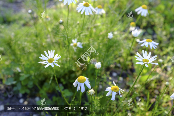 雛菊