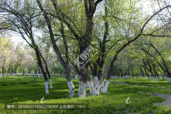 綠樹林
