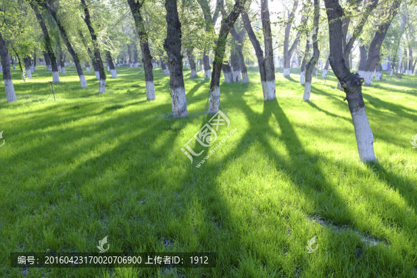 綠樹(shù)林