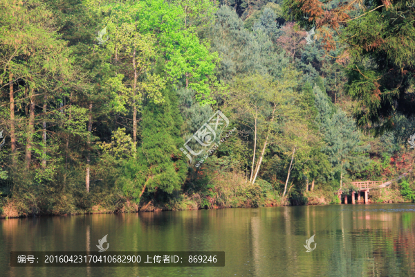 陽光樹林湖泊