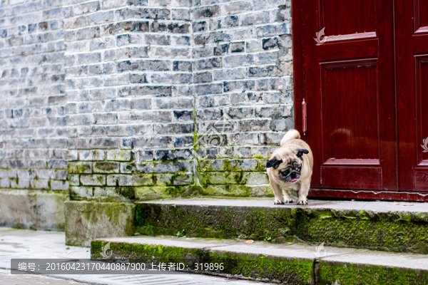 巴哥犬