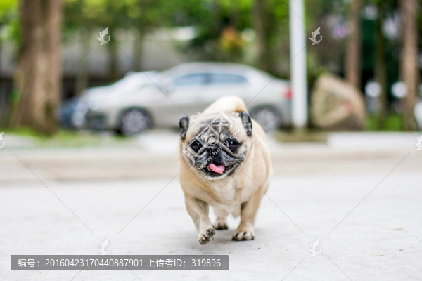 巴哥犬