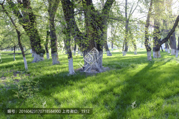 綠樹林
