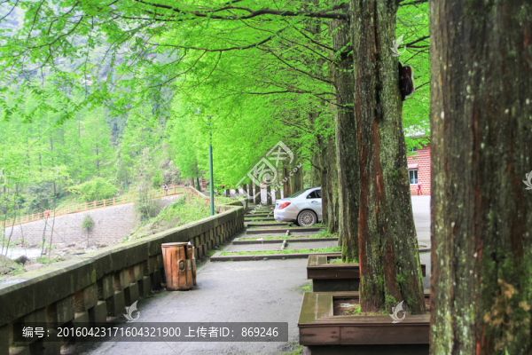 松柏樹