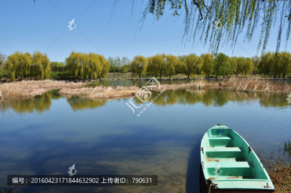 水邊綠柳風光