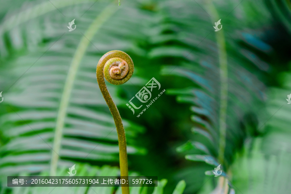 嫩芽綠葉