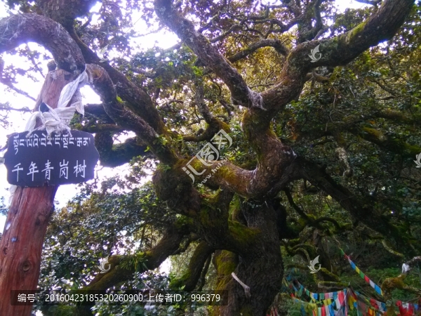西藏林芝巴松錯