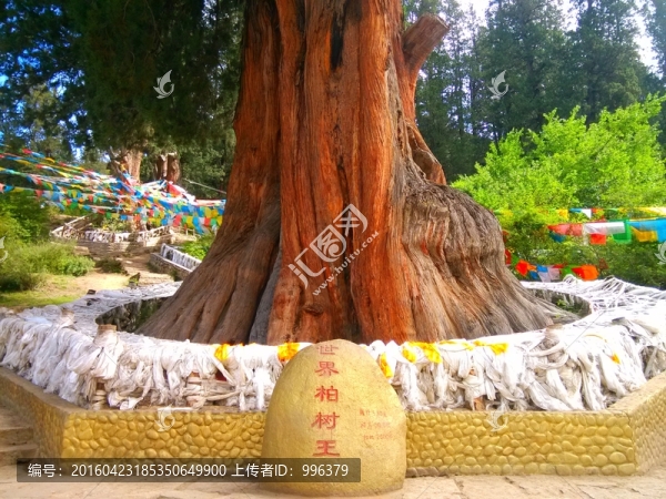 西藏林芝柏樹王