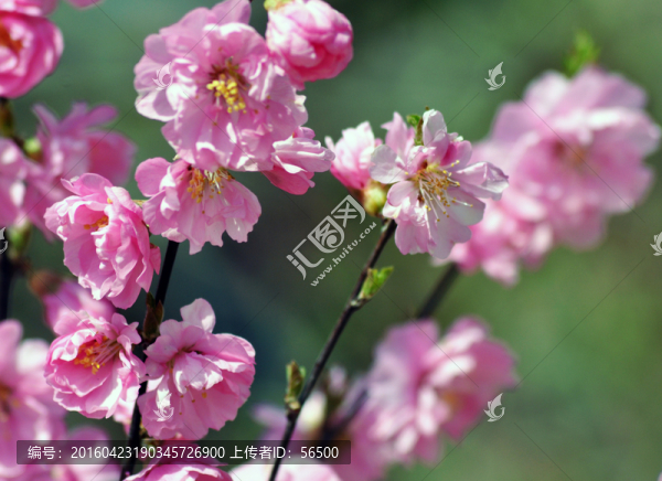 櫻花