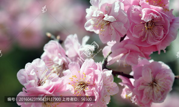 梅花