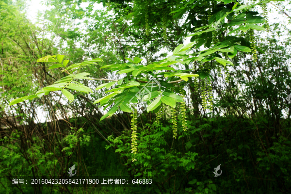 樹(shù)木,風(fēng)景,風(fēng)光,植被,素材