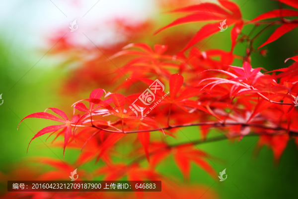紅葉,楓樹