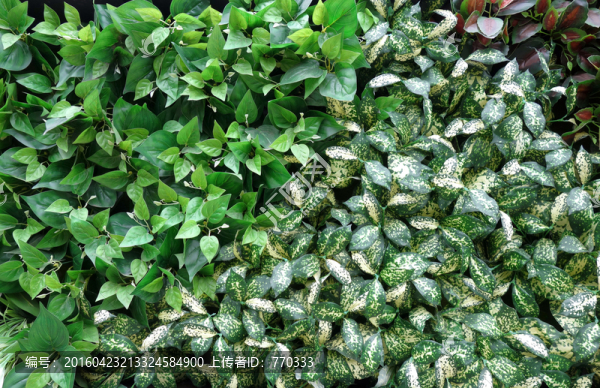 植物墻,植物背景