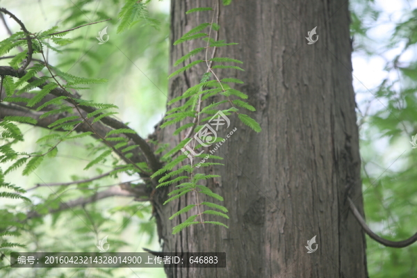樹木,風(fēng)景,風(fēng)光,植被,素材