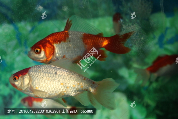 和金,金魚