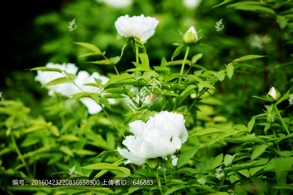 牡丹花,花卉,植物