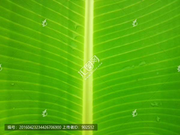 芭蕉葉脈