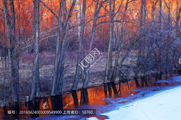 河畔樹林夕照