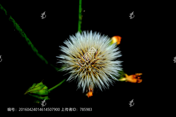漂亮蒲公英