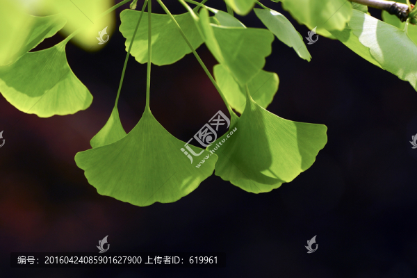 春天的銀杏葉