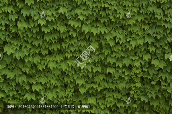 爬山虎,綠墻