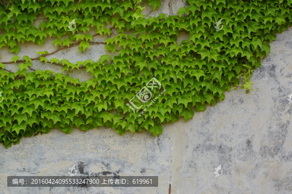 爬山虎