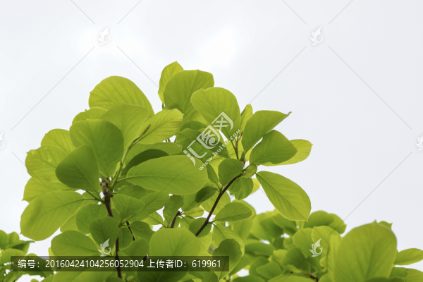 玉蘭樹(shù)葉
