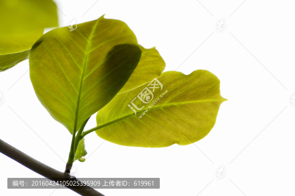 玉蘭樹葉