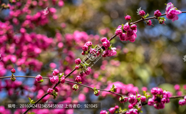 櫻花