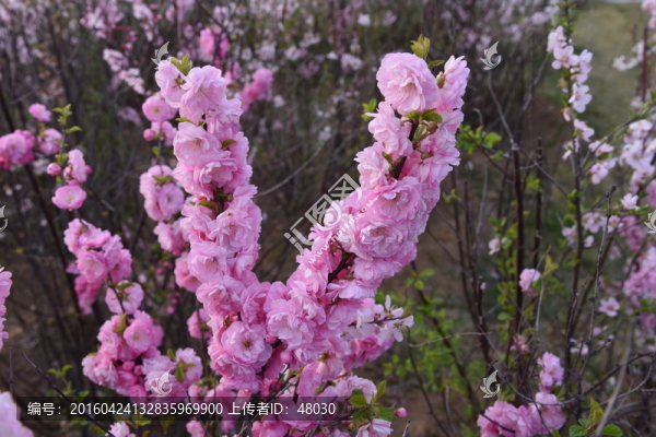 櫻花