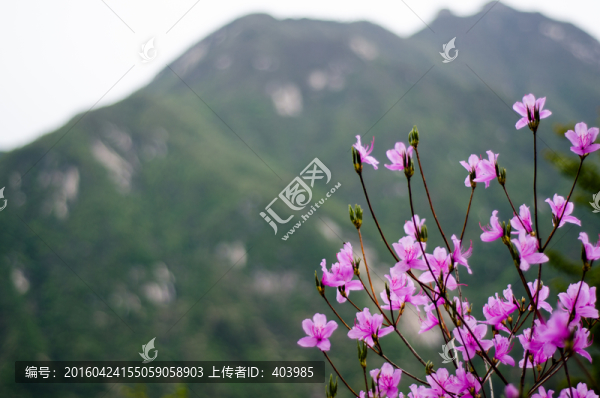 野生杜鵑花