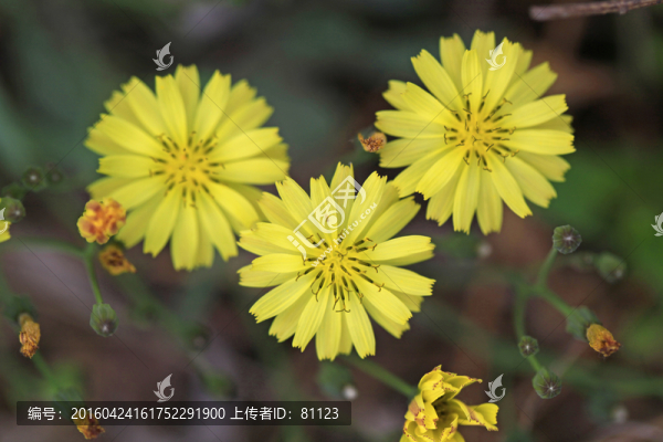 野花