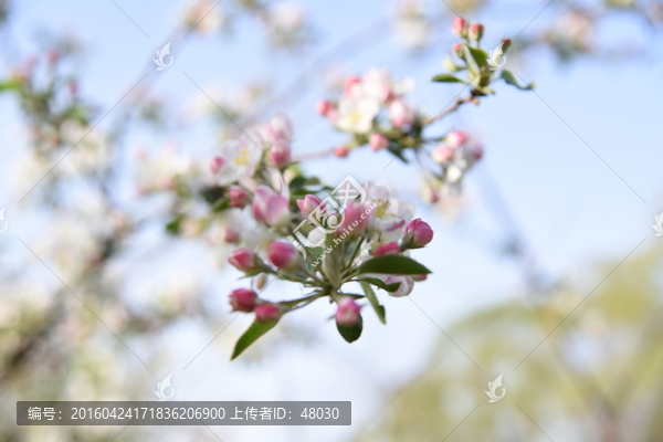 春花白鵑梅