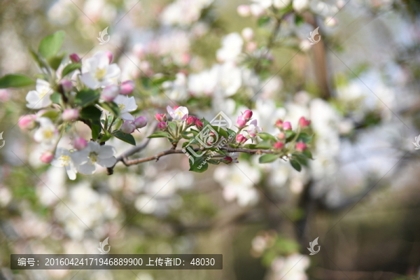 春花白鵑梅