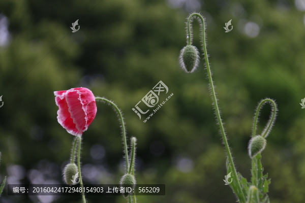 虞美人