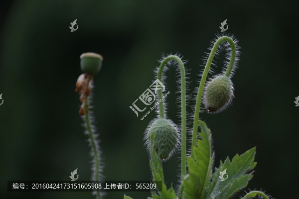 虞美人