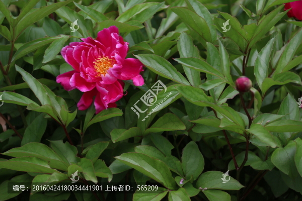 芍藥花