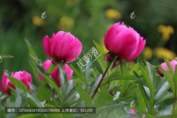 芍藥花
