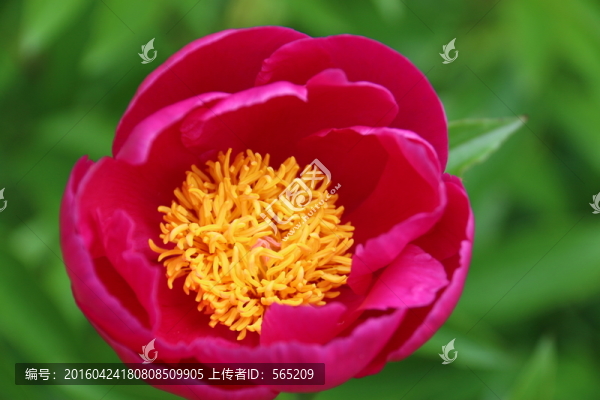 芍藥花