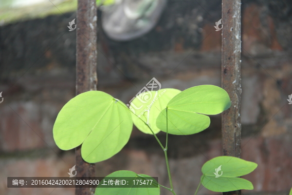 葉子