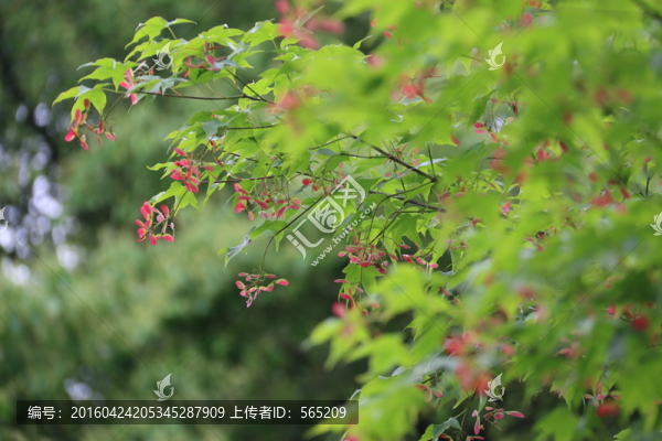 楓葉