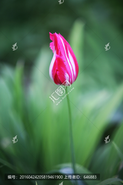 花卉