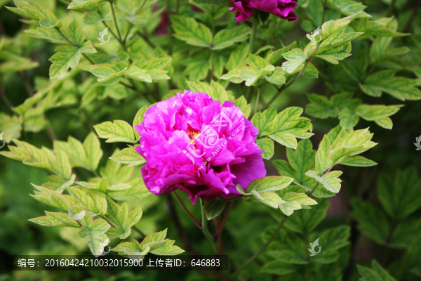 牡丹花,花卉,植物