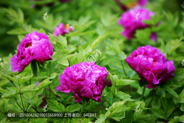 牡丹花,花卉,植物
