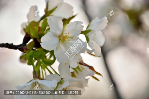 櫻花