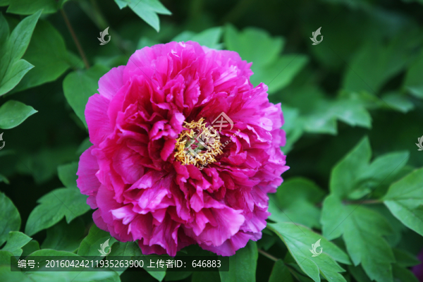 牡丹花,花卉,植物